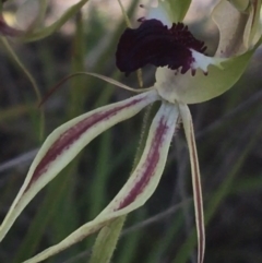 Caladenia atrovespa at Molonglo Valley, ACT - 8 Oct 2021