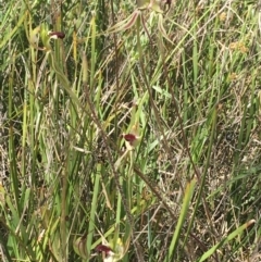 Caladenia atrovespa at Molonglo Valley, ACT - 8 Oct 2021