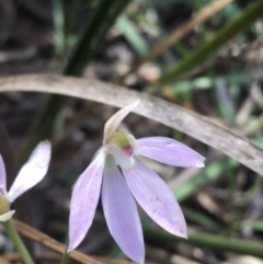 Caladenia carnea (Pink Fingers) at Molonglo Valley, ACT - 8 Oct 2021 by Ned_Johnston