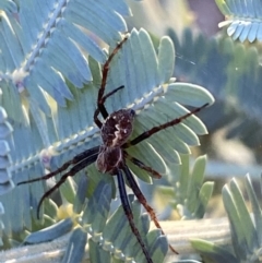 Araneinae (subfamily) (Orb weaver) at Jerrabomberra, NSW - 8 Oct 2021 by Steve_Bok