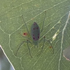 Araneus talipedatus (Slender green orb-weaver) at Jerrabomberra, NSW - 8 Oct 2021 by SteveBorkowskis