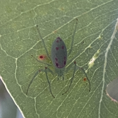 Araneus talipedatus (Slender green orb-weaver) at Jerrabomberra, NSW - 8 Oct 2021 by SteveBorkowskis