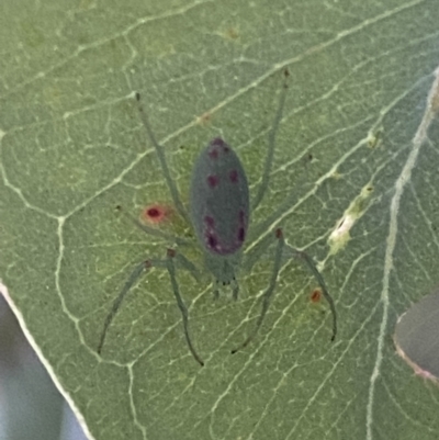 Araneus talipedatus (Slender green orb-weaver) at Mount Jerrabomberra - 8 Oct 2021 by Steve_Bok