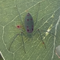 Araneus talipedatus at Jerrabomberra, NSW - 8 Oct 2021