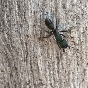 Rhytidoponera metallica at Jerrabomberra, NSW - 8 Oct 2021