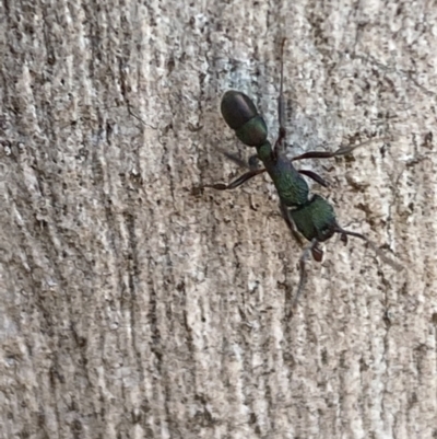 Rhytidoponera metallica (Greenhead ant) at Mount Jerrabomberra - 8 Oct 2021 by Steve_Bok