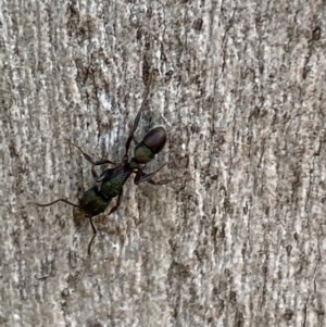 Rhytidoponera metallica at Jerrabomberra, NSW - 8 Oct 2021