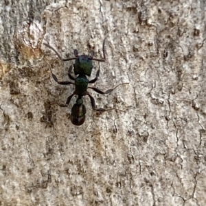 Rhytidoponera metallica at Jerrabomberra, NSW - 8 Oct 2021