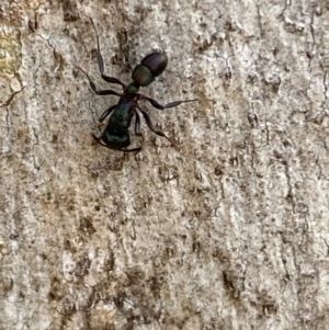 Rhytidoponera metallica at Jerrabomberra, NSW - 8 Oct 2021