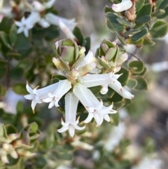 Brachyloma daphnoides (Daphne Heath) at Mount Jerrabomberra QP - 8 Oct 2021 by Steve_Bok