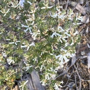 Brachyloma daphnoides at Jerrabomberra, NSW - 8 Oct 2021 06:09 PM