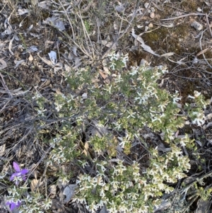 Brachyloma daphnoides at Jerrabomberra, NSW - 8 Oct 2021