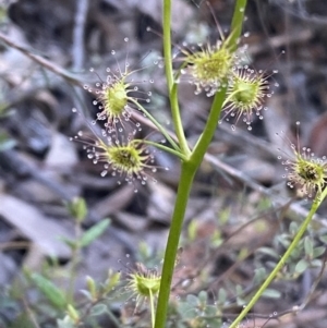 Drosera auriculata at Jerrabomberra, NSW - 8 Oct 2021