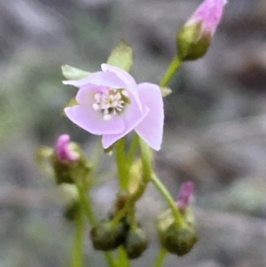 Drosera auriculata at Jerrabomberra, NSW - 8 Oct 2021