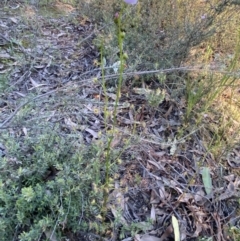 Drosera auriculata at Jerrabomberra, NSW - 8 Oct 2021