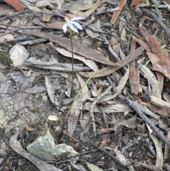 Caladenia moschata at Jerrabomberra, NSW - suppressed