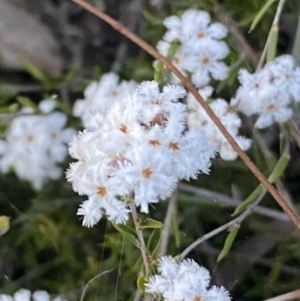 Leucopogon virgatus at Jerrabomberra, NSW - 8 Oct 2021