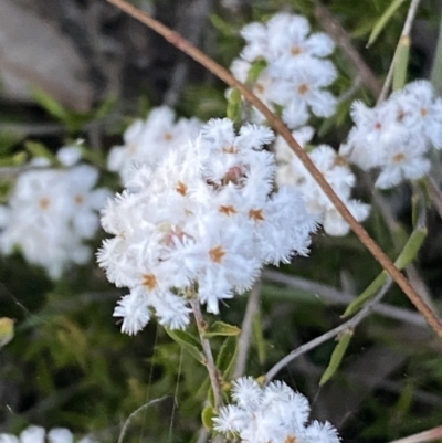 Leucopogon virgatus (Common Beard-heath) at Jerrabomberra, NSW - 8 Oct 2021 by Steve_Bok