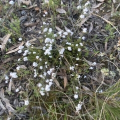 Leucopogon virgatus at Jerrabomberra, NSW - 8 Oct 2021