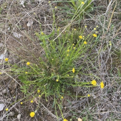 Calotis lappulacea (Yellow Burr Daisy) at Jerrabomberra, NSW - 8 Oct 2021 by Steve_Bok