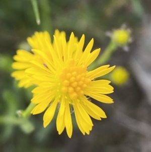 Calotis lappulacea at Jerrabomberra, NSW - 8 Oct 2021