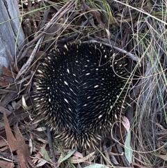 Tachyglossus aculeatus (Short-beaked Echidna) at Mount Jerrabomberra QP - 8 Oct 2021 by Steve_Bok