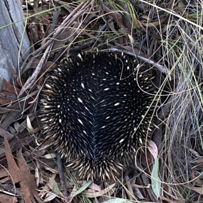 Tachyglossus aculeatus (Short-beaked Echidna) at Mount Jerrabomberra - 8 Oct 2021 by Steve_Bok