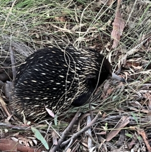 Tachyglossus aculeatus at Jerrabomberra, NSW - 8 Oct 2021