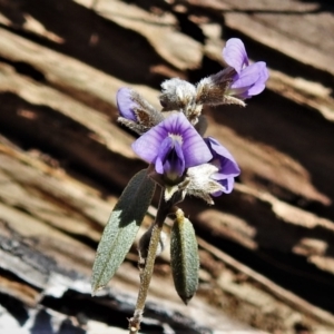 Hovea heterophylla at Mount Clear, ACT - 8 Oct 2021