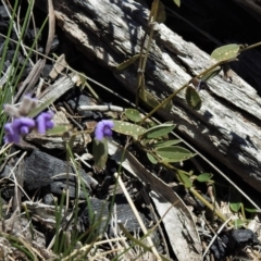 Hovea heterophylla at Mount Clear, ACT - 8 Oct 2021