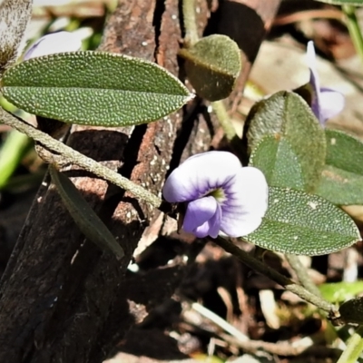 Hovea heterophylla (Common Hovea) at Mount Clear, ACT - 8 Oct 2021 by JohnBundock