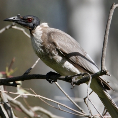 Philemon corniculatus (Noisy Friarbird) at Table Top, NSW - 6 Oct 2021 by PaulF
