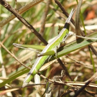 Keyacris scurra (Key's Matchstick Grasshopper) at Tuggeranong DC, ACT - 8 Oct 2021 by HelenCross