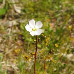 Drosera sp. at Kambah, ACT - 8 Oct 2021