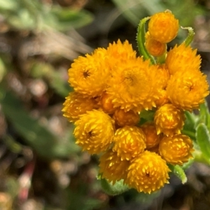 Chrysocephalum apiculatum at Griffith, ACT - 28 Oct 2021