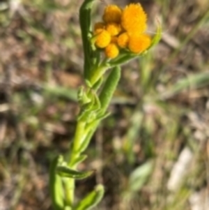 Chrysocephalum apiculatum at Griffith, ACT - 28 Oct 2021