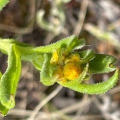 Chrysocephalum apiculatum at Griffith, ACT - 28 Oct 2021