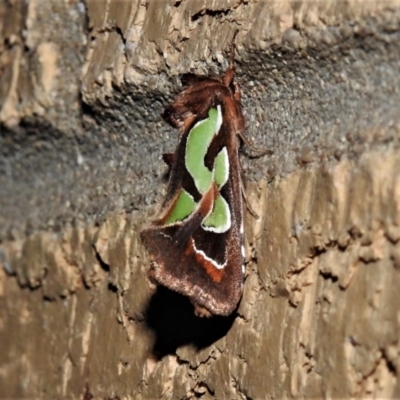 Cosmodes elegans (Green Blotched Moth) at Wanniassa, ACT - 8 Oct 2021 by JohnBundock