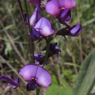 Swainsona sericea (Silky Swainson-Pea) at Hawker, ACT - 8 Oct 2021 by pinnaCLE