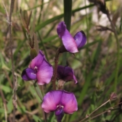 Swainsona sericea at Hawker, ACT - 8 Oct 2021 01:15 PM