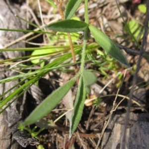 Swainsona sericea at Hawker, ACT - 8 Oct 2021 01:15 PM