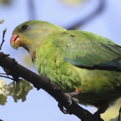 Polytelis swainsonii (Superb Parrot) at Hawker, ACT - 8 Oct 2021 by AlisonMilton