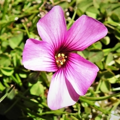 Oxalis articulata (Shamrock) at Namadgi National Park - 8 Oct 2021 by JohnBundock