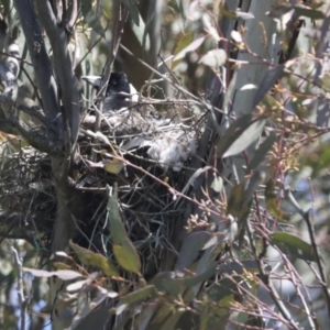 Gymnorhina tibicen at Hawker, ACT - 8 Oct 2021