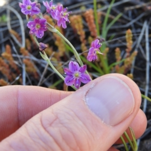 Arthropodium minus at Tennent, ACT - 7 Oct 2021 12:35 PM