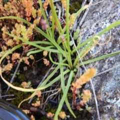 Arthropodium minus at Tennent, ACT - 7 Oct 2021 12:35 PM