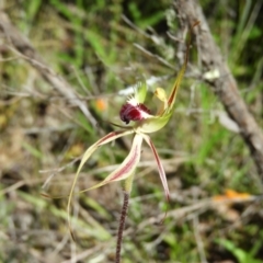 Caladenia parva at Tennent, ACT - 7 Oct 2021