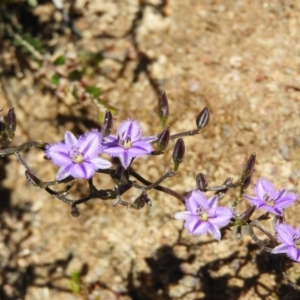 Thysanotus patersonii at Tennent, ACT - 7 Oct 2021 12:51 PM