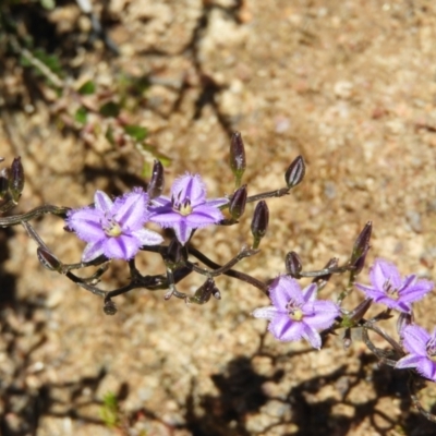 Thysanotus patersonii (Twining Fringe Lily) at Tennent, ACT - 7 Oct 2021 by MatthewFrawley