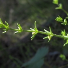 Galium gaudichaudii subsp. gaudichaudii (Rough Bedstraw) at The Pinnacle - 8 Oct 2021 by pinnaCLE